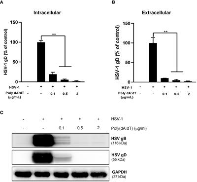 Cytosolic DNA sensors activation of human astrocytes inhibits herpes simplex virus through IRF1 induction